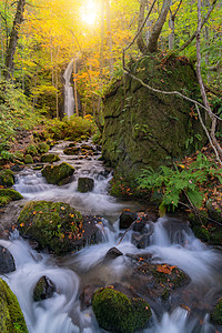 日本青森东北森林林地瀑布的秋景植物高清图片素材