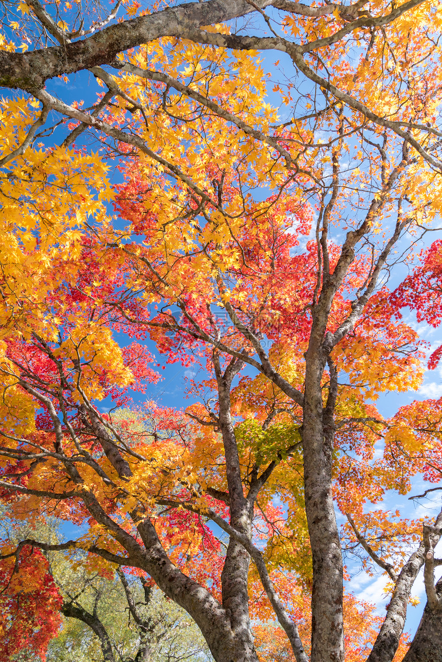 秋天背景枫树的红色离开图片