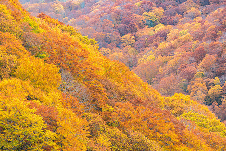 秋景的森林树林周围的小村大石桥青森日本东北叶高清图片素材
