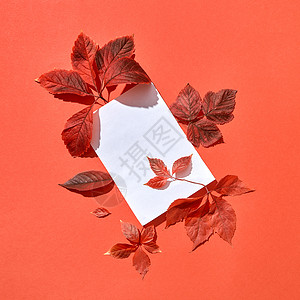 节日手工秋季成的空白卡红色树叶珊瑚背景平躺用红叶白纸问候秋卡背景图片