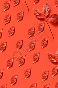 创意手工秋季模式,红葡萄叶同的形状大小珊瑚背景平躺手工秋叶彩色图案背景图片