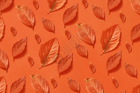 装饰彩色手工图案,秋季橙色叶片同大小形状相同的颜色背景平躺秋季手工自然树叶图案背景图片