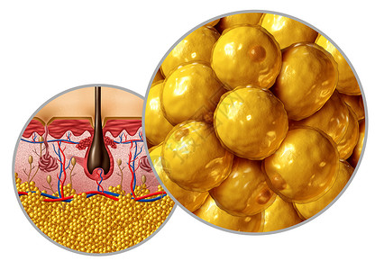 脂肪解剖图脂肪细胞脂肪细胞的与人体表器官的横截保健医学符号的解剖功能与三维插图元素背景图片