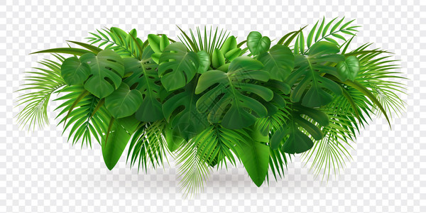 热带叶棕榈枝写实构图,透明背景矢量图上分离出绿叶桩图像插画