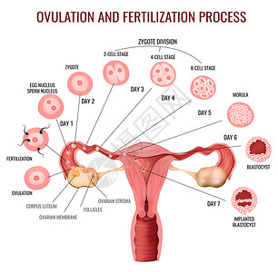 女生殖系统排卵受精过程阶段的白色背景现实向量插图背景图片