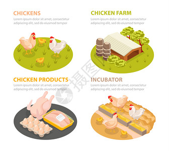 家禽图标鸡场等距4x1圆圈成与家禽产品农场场景与可编辑文本矢量插图插画
