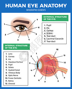 眼睛护理海报与人眼解剖符号平矢量插图布局高清图片素材