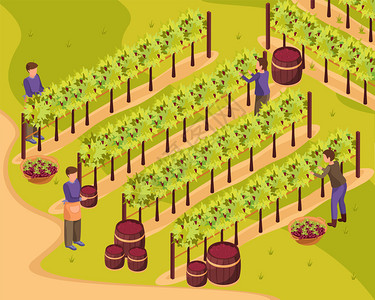 酒庄图片葡萄酒生产背景与收获葡萄园符号等距矢量插图插画