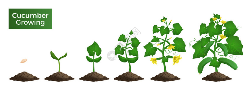 种子植物黄瓜植株生长阶段的图像集,蔬菜萌芽成熟植物矢量图的视图插画