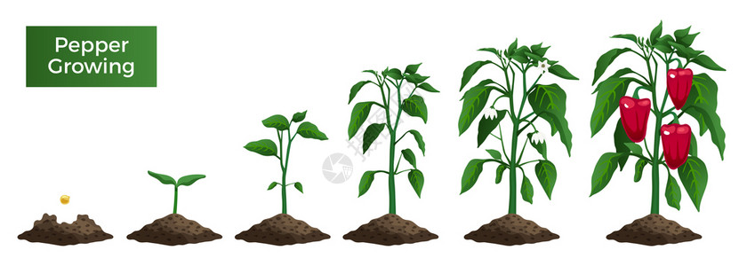 用空白背景矢量插图上的文本辣椒植物生长阶段的孤立图像背景图片