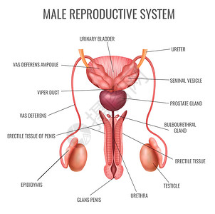 泌尿生殖系统真实的雄生殖系统及其白色背景矢量插图上标记的部分插画
