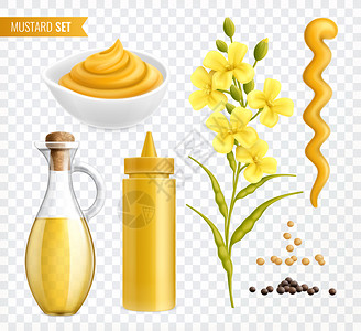 油菜种子芥末现实的图像透明的背景与植物种子罐子与文本矢量插图插画