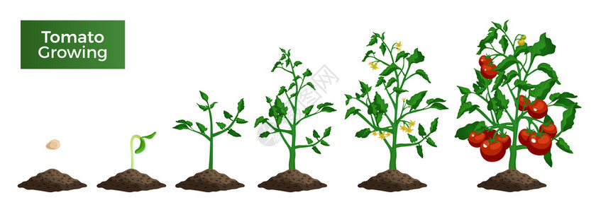 种子植物番茄植株生长阶段集真实图像与种子芽成熟植株文本矢量插图插画