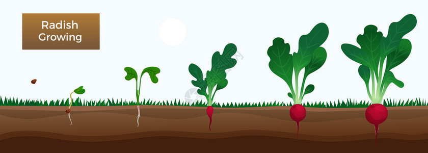 蔬菜生长阶段教育水平与种植萝卜种子播种发芽收获矢量插图图片