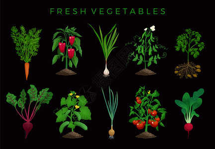 农业机蔬菜可编辑的自然植物图像与叶子可编辑的文本矢量插图图片