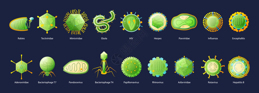 人类病艾滋病埃博拉流感肝炎绿色教育图表与名称黑色背景矢量插图背景图片