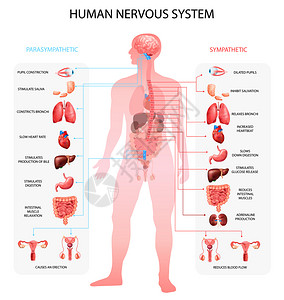 人类神经系统交感副交感神经信息图与器官描绘解剖术语教育现实向量插图背景图片