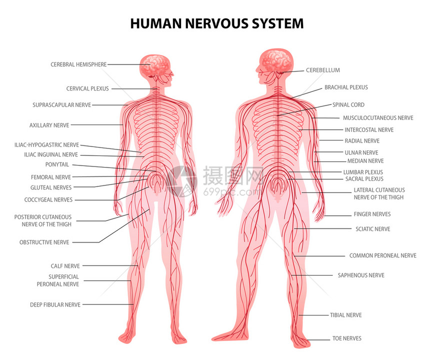 人男女身体中央外周神经系统现实生理学教育图表解剖术语矢量插图图片