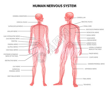 人男女身体中央外周神经系统现实生理学教育图表解剖术语矢量插图图片