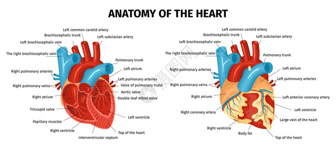 彩色健康健康的心脏与标记部分平集隔离白色背景矢量插图图片