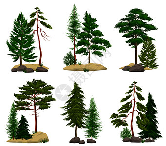 套真实的松林元素与针叶树土壤巨石分离的矢量插图背景图片