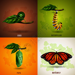 蝴蝶2x2现实集蝴蝶卵毛毛虫蛹图像矢量插图的发展阶段蝴蝶2x2图片