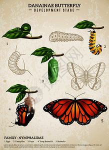 昆虫学写实海报,展示若虫科矢量插图的丹乃蝶的发育阶段达纳奈蝴蝶复古海报背景图片