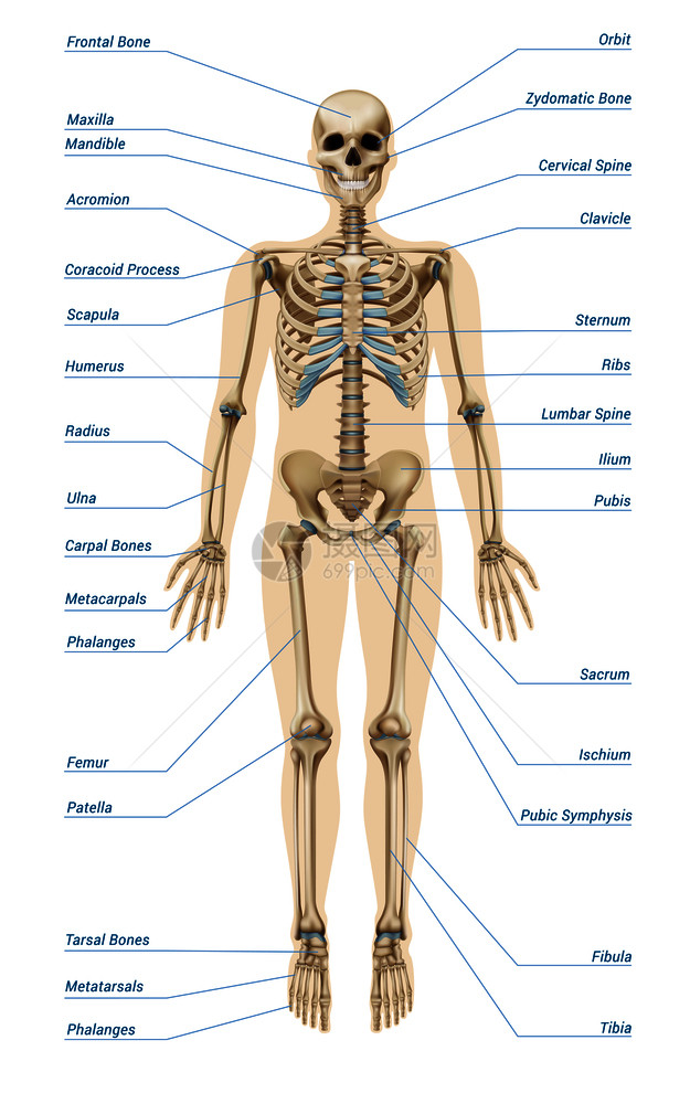 现实的人类骨骼系统与字母的骨骼信息白色背景矢量插图现实的人类骨骼系统信息图图片