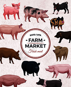 农场市场广告海报与圆形框架各种猪光背景矢量插图背景图片