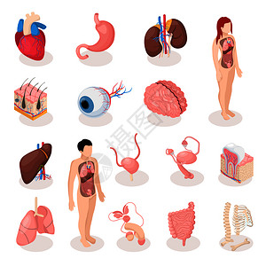 人体器官等距图标集雄雌生殖系统,骨架,肺,脑,肝,子宫分离矢量图图片