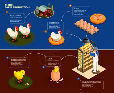 家禽鸡蛋鸡生产逐步家禽养殖场孵化控制养殖鸡等距矢量图插画