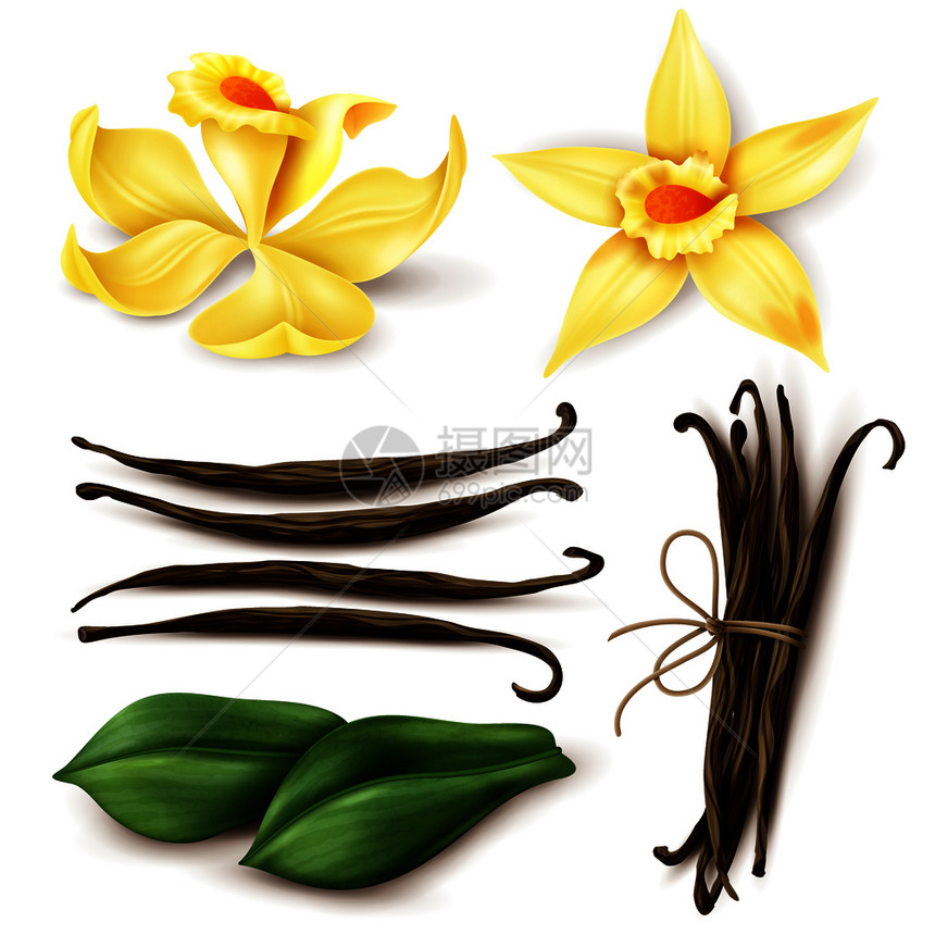 香草植物写实与新鲜黄花,芳香干棕豆叶分离矢量插图图片