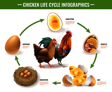 动物p图素材鸡生命周期阶段可育卵胚胎发育孵化雏鸡载体插图的真实信息图成插画