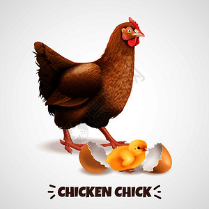 母与新孵化的小鸡与蛋壳特写现实鸡生命周期元素海报矢量插图图片