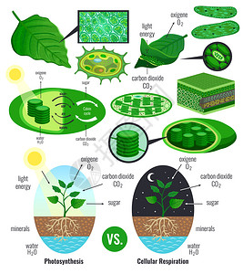 鸡毛换糖生物光合作用信息图元素与光能换Calvin循环方案植物细胞呼吸彩色矢量图插画