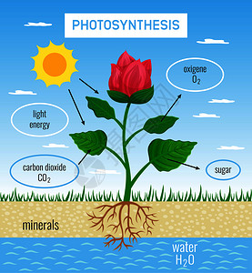 鸡毛换糖生物光合作用植物生长中的作用平教育海报,描绘太阳能化为化学矢量插图插画