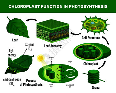 鸡毛换糖叶绿体将光能化为糖,用于绿色植物细胞食物光合作用信息图元素图式矢量图插画