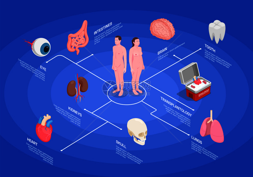 人体器官等距流程图与肾心眼肺牙脑蓝色背景三维矢量图上图片