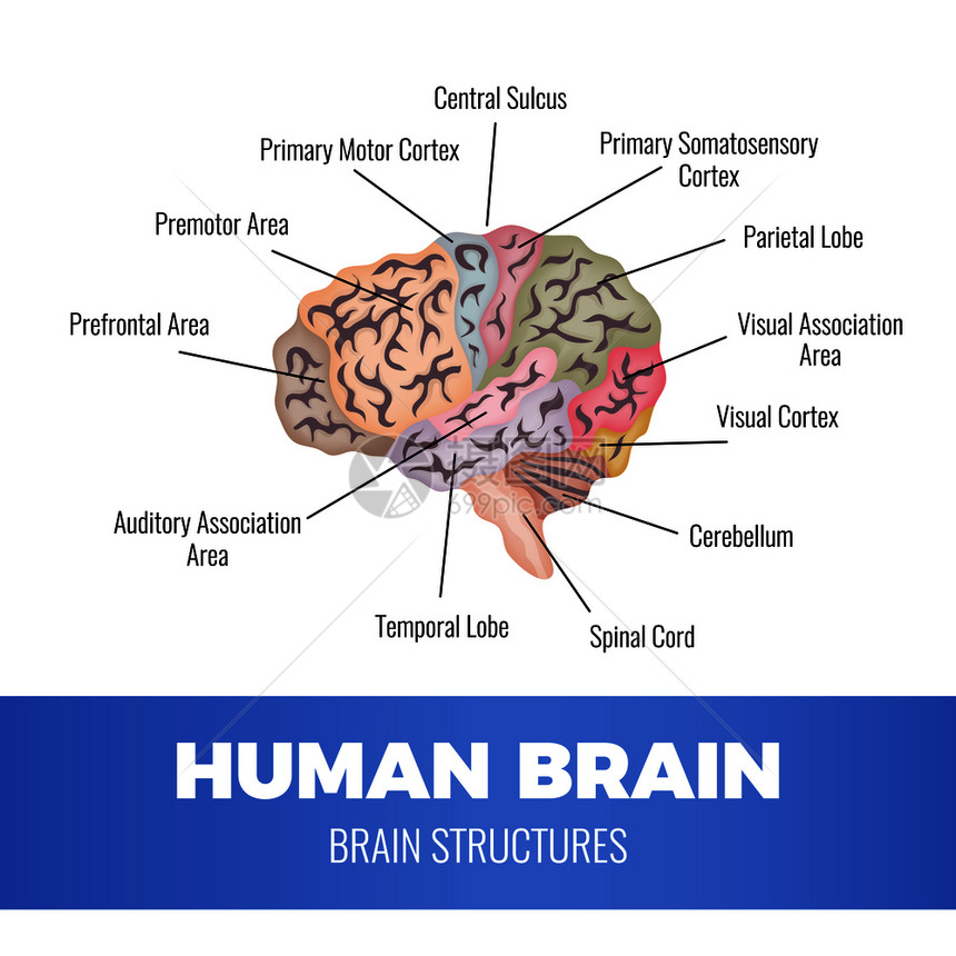 神经学人脑解剖成与人脑区域的示意图图像与可编辑的文本标题矢量插图图片