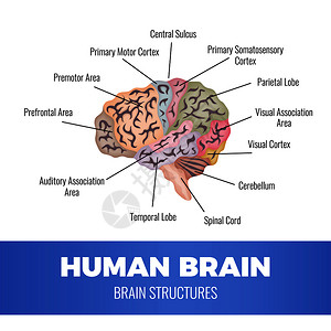 材料结构神经学人脑解剖成与人脑区域的示意图图像与可编辑的文本标题矢量插图插画