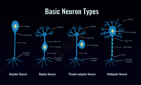 材料结构神经学神经元类型成与扁平发光图像的基本神经元细胞与可编辑的文本标题矢量插图插画