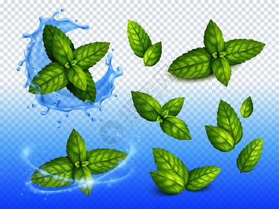 薄荷写实套成熟绿叶闪闪发光的水滴背景与新鲜开花矢量插图图片