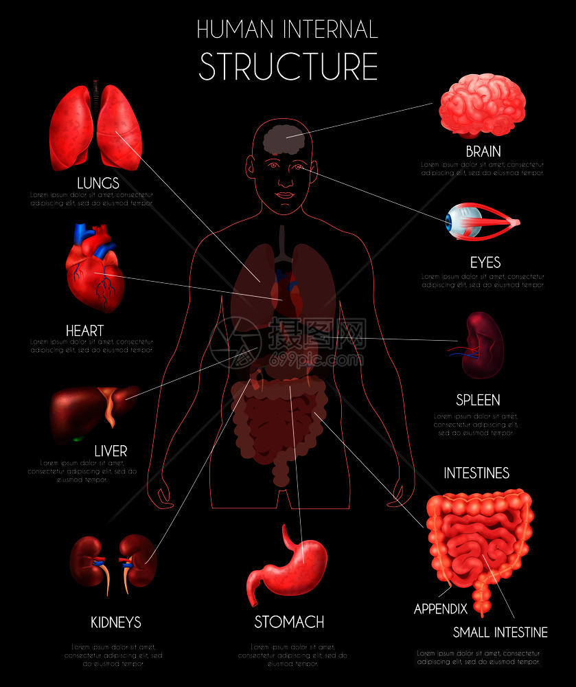 现实的人类内脏信息与肺,心,肝,肾,脑,眼睛,脾,肠描述矢量插图图片
