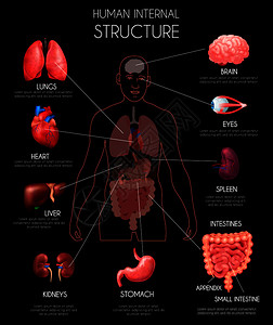 现实的人类内脏信息与肺,心,肝,肾,脑,眼睛,脾,肠描述矢量插图图片