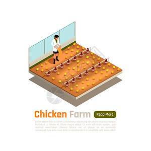 肉鸡家禽生产等距成与现代新孵化雏鸡饲养技术内部设施矢量图图片