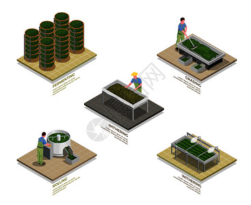 茶工业生产过程5等距信息图元素与枯萎滚动氧化发酵分离矢量图图片