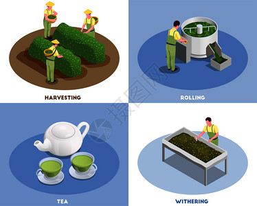茶叶矢量茶叶生产4等距成与收获滚动枯萎新鲜酿造绿色饮料矢量插图插画