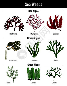 红棕色绿藻海藻收集植物教育信息海报与层粘连藻扁平矢量插图图片