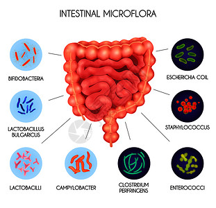 肠球菌真实的人体内脏肠道菌群细菌大肠葡萄球菌产气荚膜梭菌乳酸杆菌等描述载体图示插画