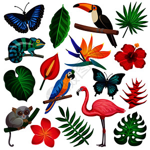 彩色热带异国情调图标代表动植物矢量插图热带异国情调图标集背景图片